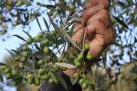 Raccolta delle olive