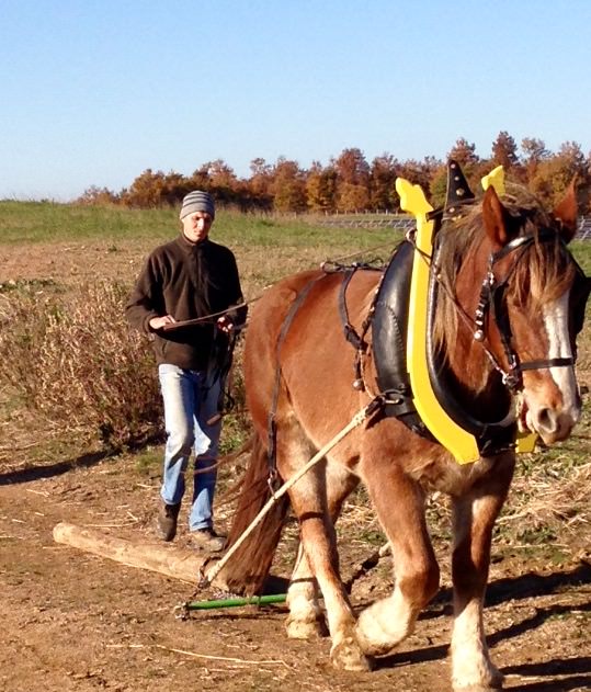 Preparazione al lavoro cavallo da tiro