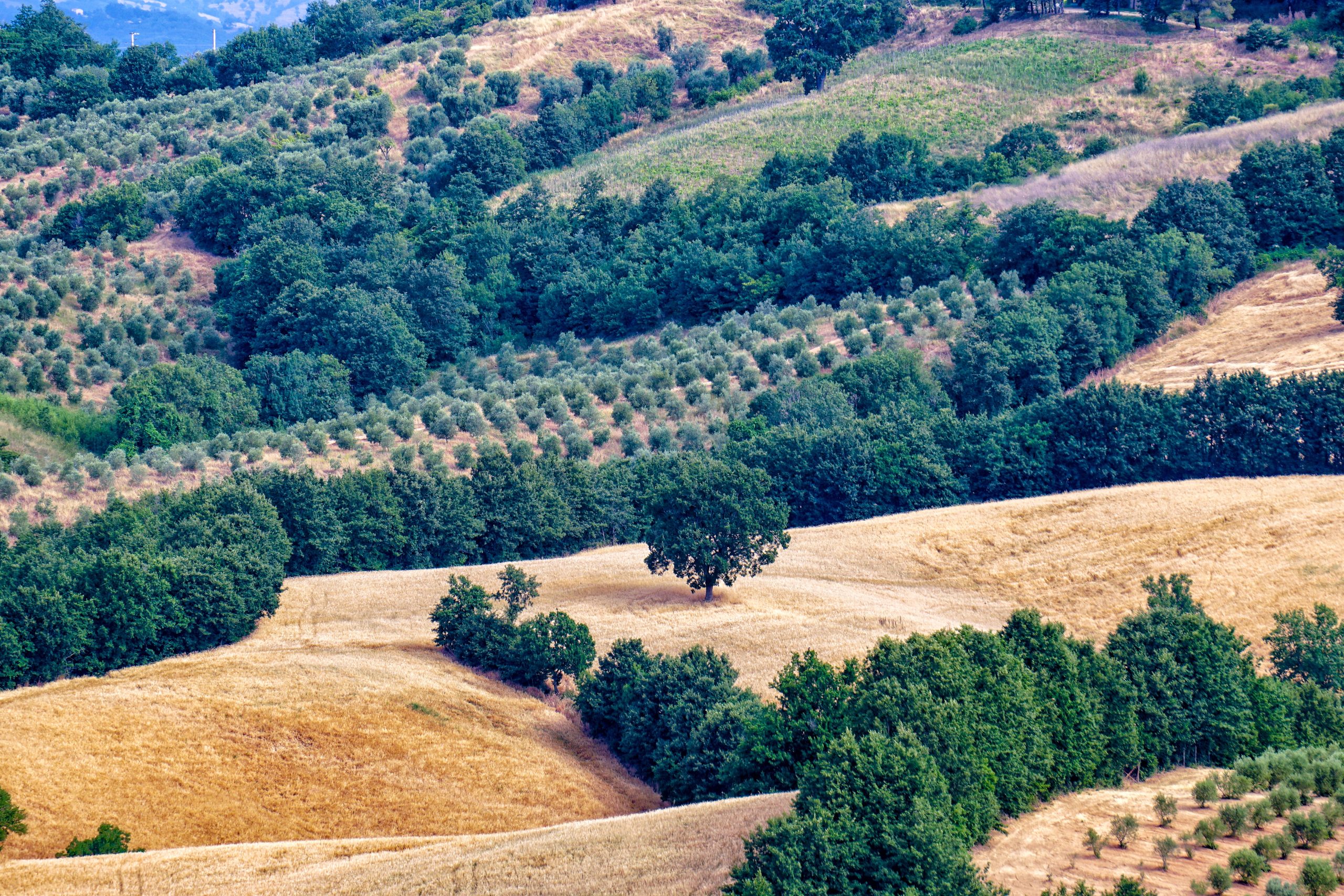 Uliveti_Fattoria La Maliosa